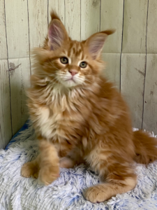 Red tabby1