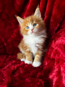 Tini red and white kitten