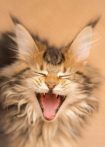 Torbie smiling