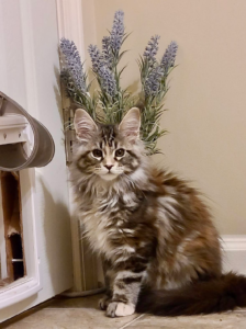 Torbie3