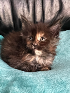 Tortie