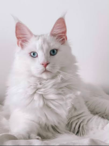 White kitten