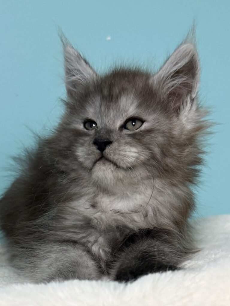 Black smoke female Maine coon with beautiful smoke coat