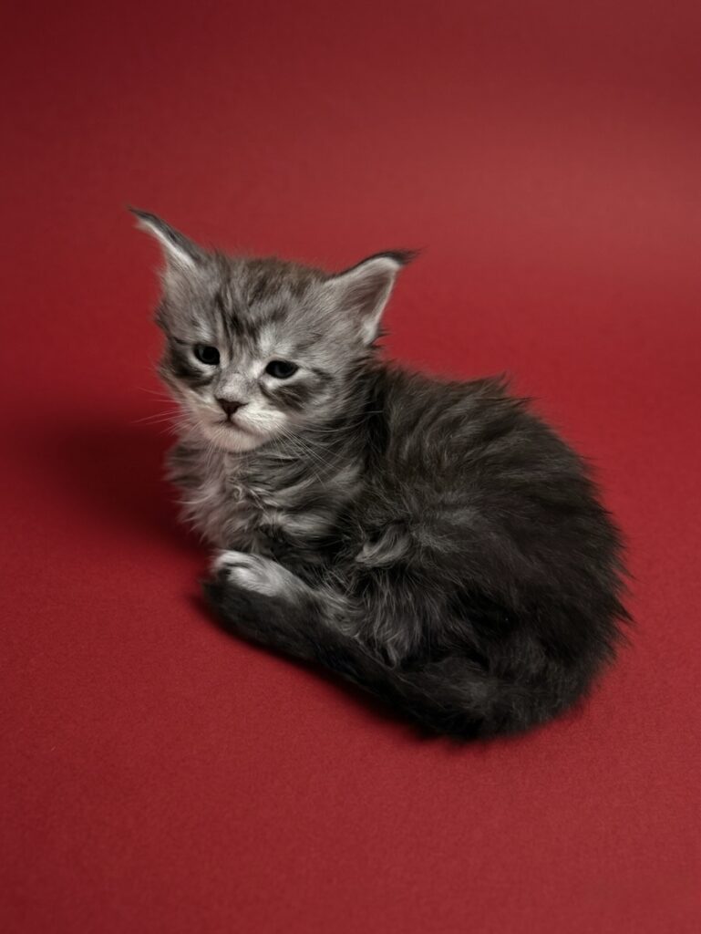 Black silver tabby Maine Coon with a red background