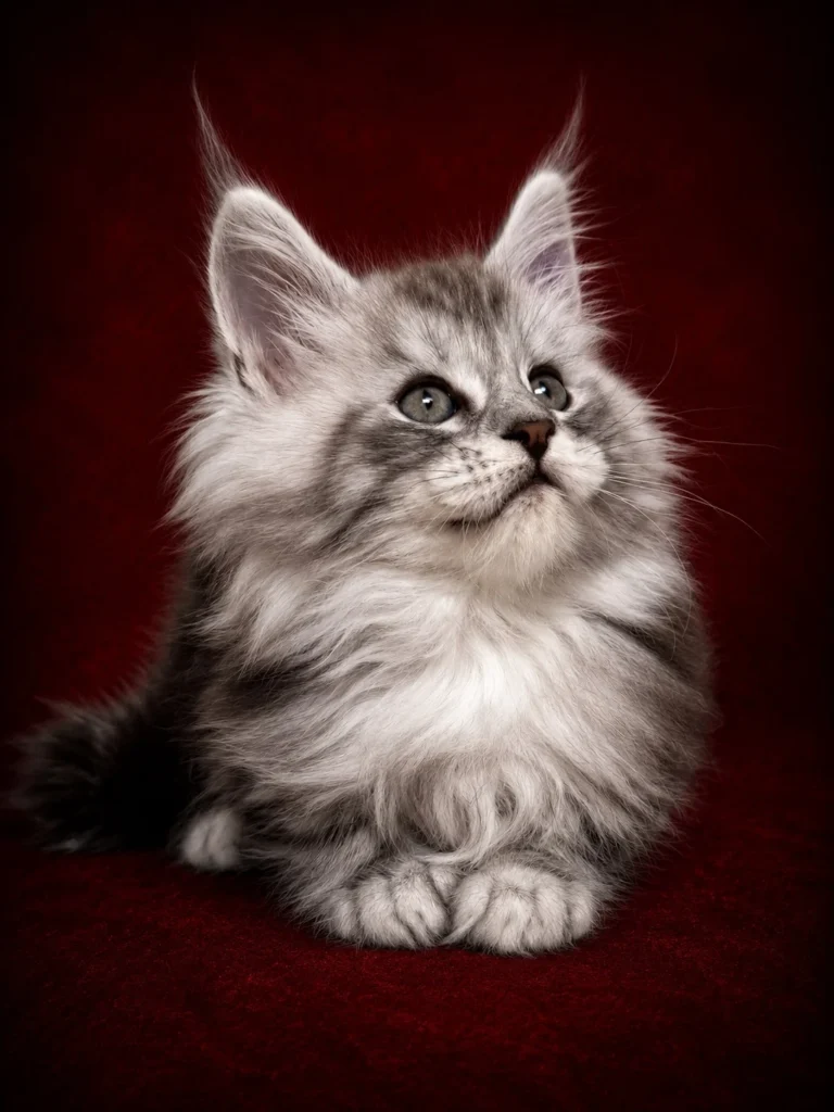 Black silver tabby Maine Coon male setting pretty
